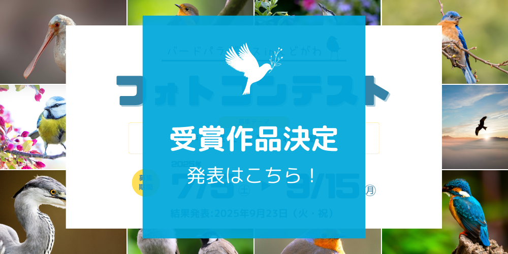 フォトコンテスト