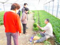 小松菜収穫体験の写真をアップしました！