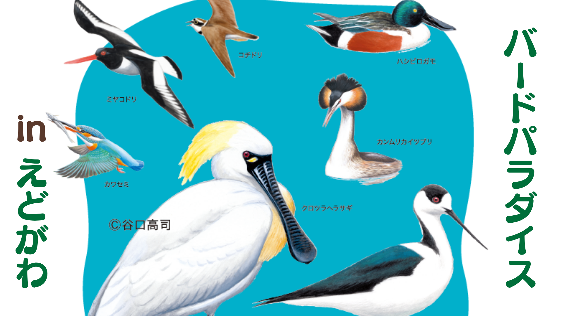 第51回企画展示「バードパラダイスinえどがわ」