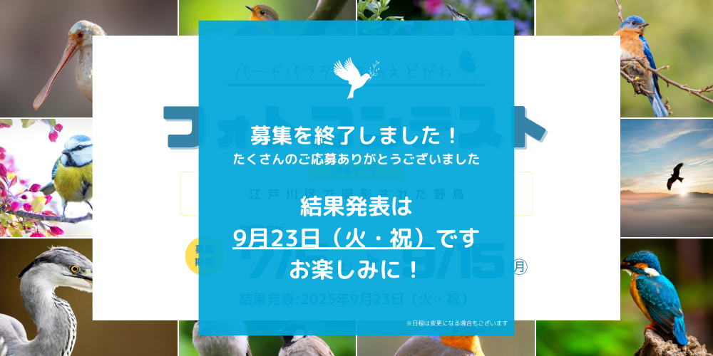 フォトコンテスト